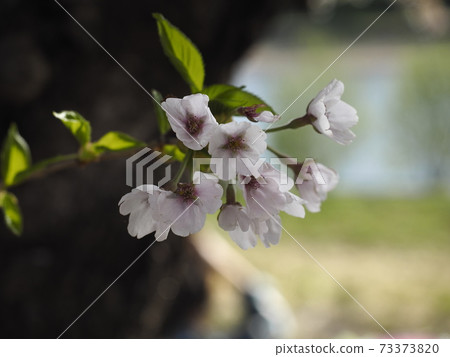 Cherry blossoms beginning to bloom ① Cherry blossoms beginning to bloom ① 73373820