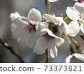 Cherry blossoms beginning to bloom ② 73373821