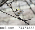 Cherry blossoms beginning to bloom ③ 73373822