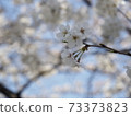 ④ at the beginning of blooming 73373823