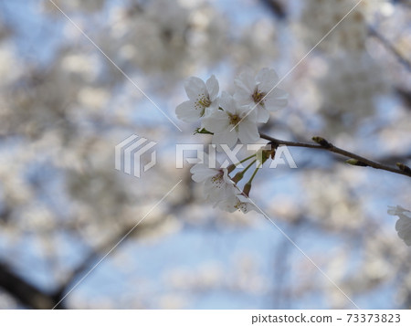 ④ at the beginning of blooming 73373823