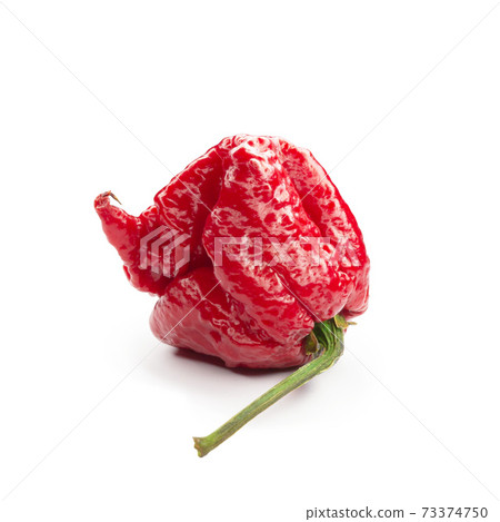 Carolina Reaper, the hottest chile pepper Capsicum chinense, whole ripe pod, isolated on white background. Superhot or extremely hot chile pepper Carolina Reaper, the hottest chile pepper Capsicum chinense, whole ripe pod, isolated on white background. Superhot or extremely hot chile pepper 73374750