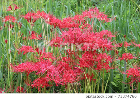 Hiziesawa Higanohana Park Hiziesawa Higanohana Park 73374766