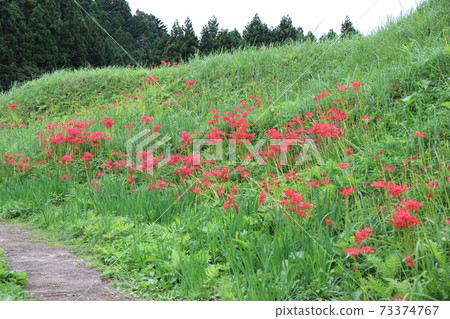 Hiziesawa Higanohana Park 73374767