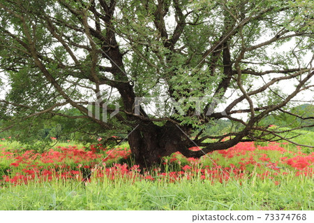 Hiziesawa Higanohana Park Hiziesawa Higanohana Park 73374768