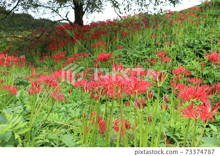 Hiziesawa Higanohana Park Hiziesawa Higanohana Park 73374787