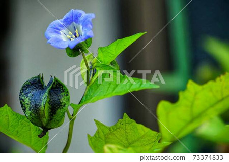 Balloon Vine With Blue Flowers Stock Photo