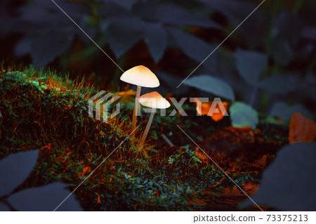Colored hallucinogenic psychedelic fairy mushrooms in a dark forest similar to forest lanterns Colored hallucinogenic psychedelic fairy mushrooms in a dark forest similar to forest lanterns 73375213