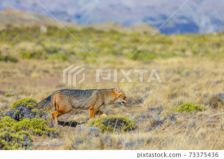 Fox in Patagonia 73375436