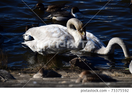 巨型蝴蝶的幼鳥。 2020年12月。日本千葉 73375592