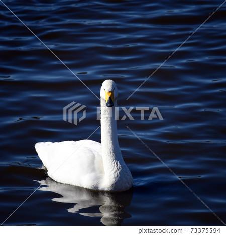 大白町的成年鳥。 2020年12月。日本千葉 大白町的成年鳥。 2020年12月。日本千葉 73375594