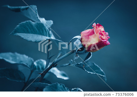Red rose flower with blur background in blue filter color Red rose flower with blur background in blue filter color 73376006