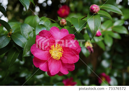 大開冷茶花 73376572