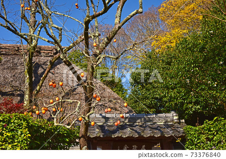 Autumn leaves in Kyoto Rakushisha Autumn leaves in Kyoto Rakushisha 73376840