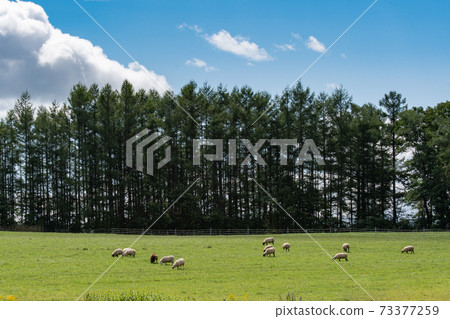 Sheep eating grass leisurely at the ranch / Biei-cho, Hokkaido 73377259