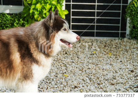 Siberian Husky stand in the morning garden. 73377337