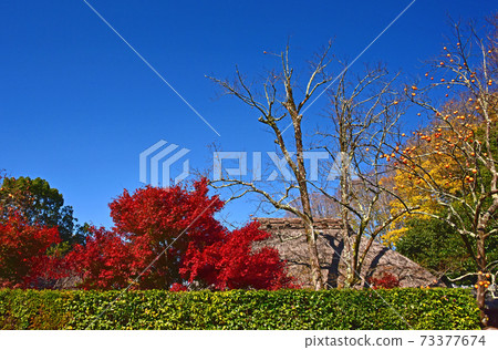 京都的秋葉 73377674