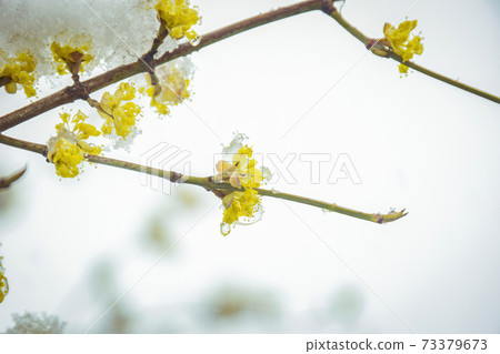 Flowers in tree 73379673