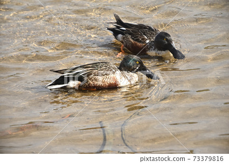 Wild bird / mallard 73379816