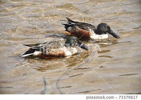 Wild bird / mallard 73379817