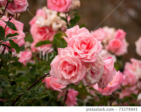 December pink rose (Princess Aiko) December pink rose (Princess Aiko) 73379943