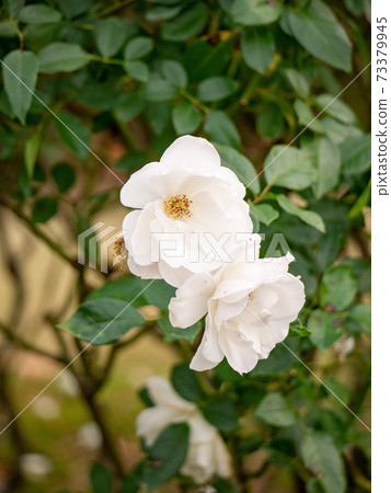 December white rose (Yumeka_vertical shooting) 73379945