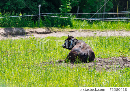 Close-up of Japanese black beef / Hokkaido ranch 73380418