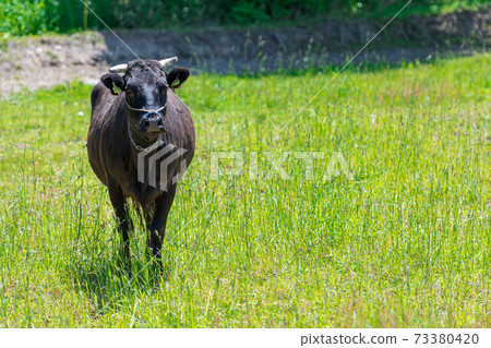 Close-up of Japanese black beef / Hokkaido ranch Close-up of Japanese black beef / Hokkaido ranch 73380420