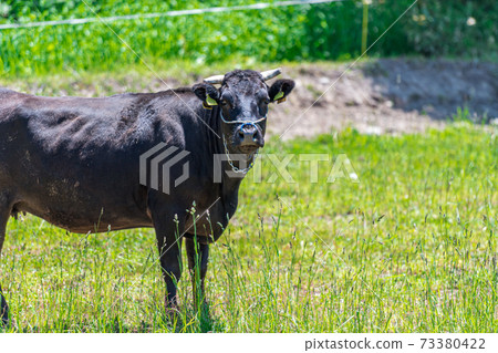 Close-up of Japanese black beef / Hokkaido ranch Close-up of Japanese black beef / Hokkaido ranch 73380422
