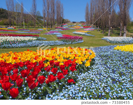 Tulips and nemophila in full bloom 73380455