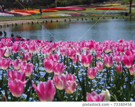 Tulips by the pond 73380456