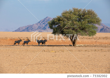 Oryxes in the Namib Naukluft National Park, Namibia Oryxes in the Namib Naukluft National Park, Namibia 73382002