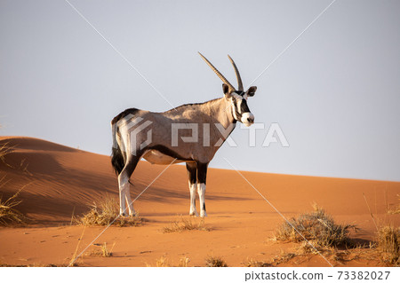 Oryx in the Namib Naukluft National Park, Namibia Oryx in the Namib Naukluft National Park, Namibia 73382027