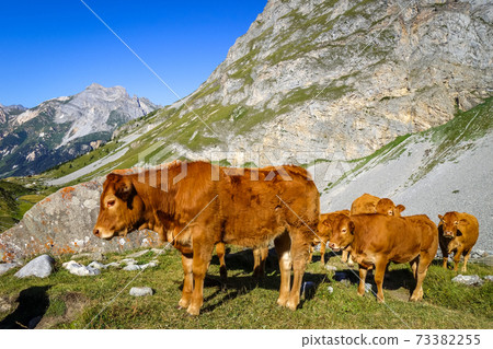 Cows in alpine pasture, Pralognan la Vanoise, French Alps 73382255