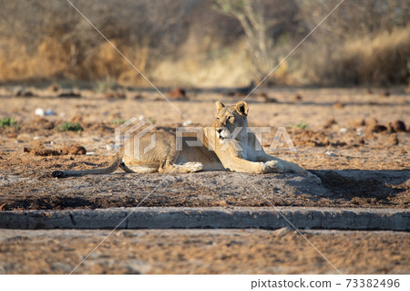 Lion at Etosha National Park, Namibia Lion at Etosha National Park, Namibia 73382496