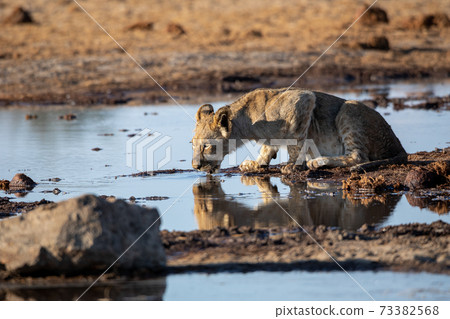 Lion at Etosha National Park, Namibia Lion at Etosha National Park, Namibia 73382568