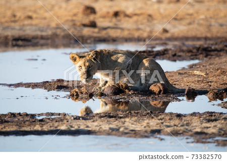 Lion at Etosha National Park, Namibia Lion at Etosha National Park, Namibia 73382570