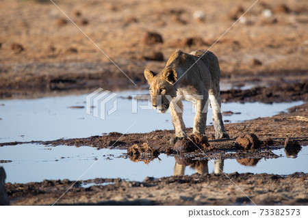 Lion at Etosha National Park, Namibia Lion at Etosha National Park, Namibia 73382573