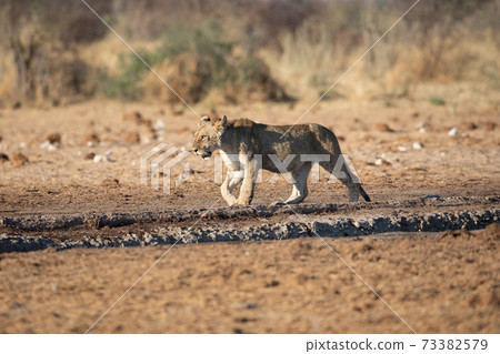 Lion at Etosha National Park, Namibia 73382579