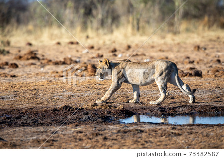 Lion at Etosha National Park, Namibia 73382587