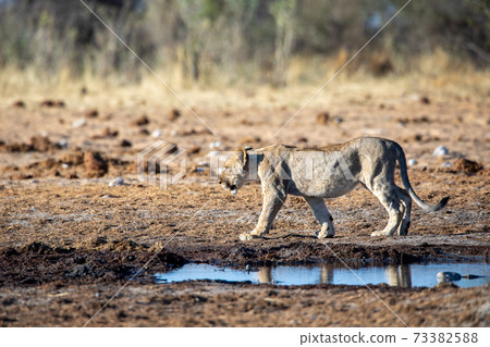 Lion at Etosha National Park, Namibia Lion at Etosha National Park, Namibia 73382588