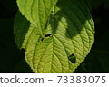 食蟲葉 73383075