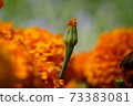 橙色千住菊芽 73383081