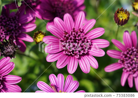 紫色變焦骨乳 紫色變焦骨乳 73383086