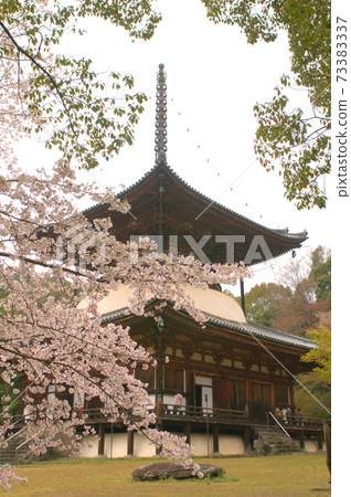 [Japan's Top 100 Cherry Blossoms] National Treasure Tower of Negoroji Temple with Cloudy Flowers Iwade City, Wakayama Prefecture 73383337