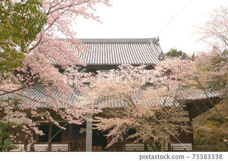 [日本精選的100種櫻花]和歌山縣岩手市多雲的根高寺，盛開的染井吉野和大傳報堂 73383338