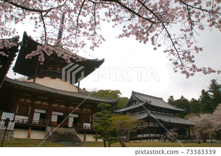 【日本櫻花百選】根五郎寺國寶大東大電法堂1和歌山縣岩出市 73383339