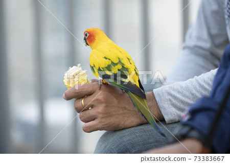 Sun Conure on hand and food Sun Conure on hand and food 73383667