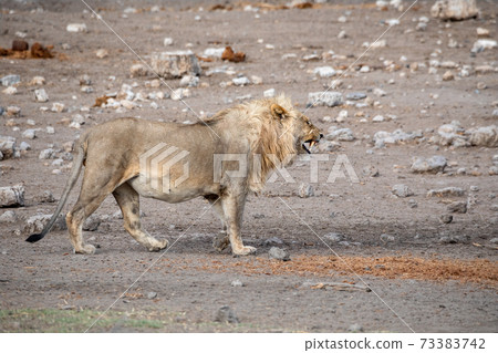 Lion at Etosha National Park, Namibia Lion at Etosha National Park, Namibia 73383742