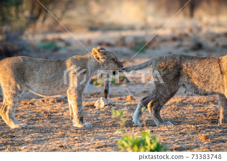 Lion at Etosha National Park, Namibia Lion at Etosha National Park, Namibia 73383748